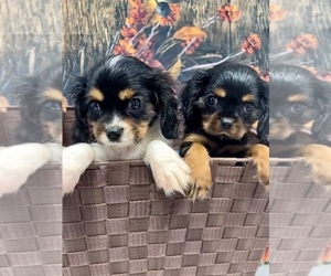 Cavalier King Charles Spaniel Puppy for sale in SOUTH ORANGE, NJ, USA