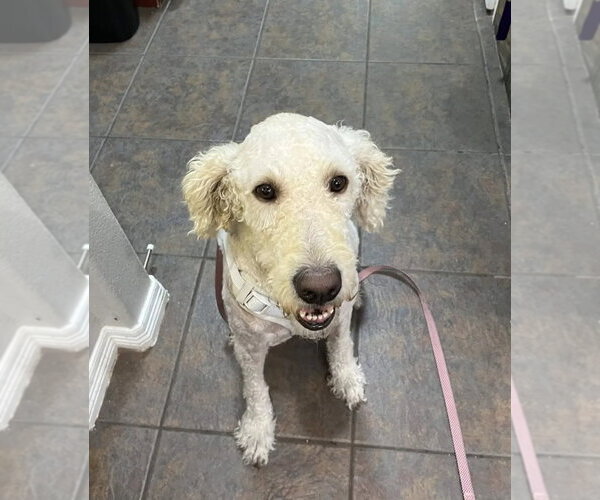 Medium Photo #1 Labradoodle Puppy For Sale in Fort Worth, TX, USA
