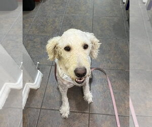 Labradoodle Dogs for adoption in Fort Worth, TX, USA