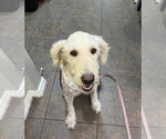 Small Labradoodle