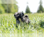 Small Photo #6 Havanese-Poodle (Toy) Mix Puppy For Sale in WARSAW, IN, USA