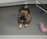 Small Photo #11 Keeshond Puppy For Sale in FAYETTEVILLE, TN, USA