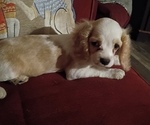 Small Cocker Spaniel