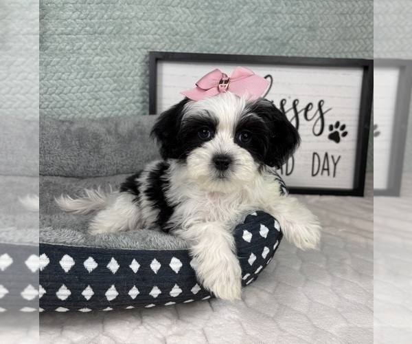 Medium Photo #2 Maltipoo (Toy) Puppy For Sale in FRANKLIN, IN, USA