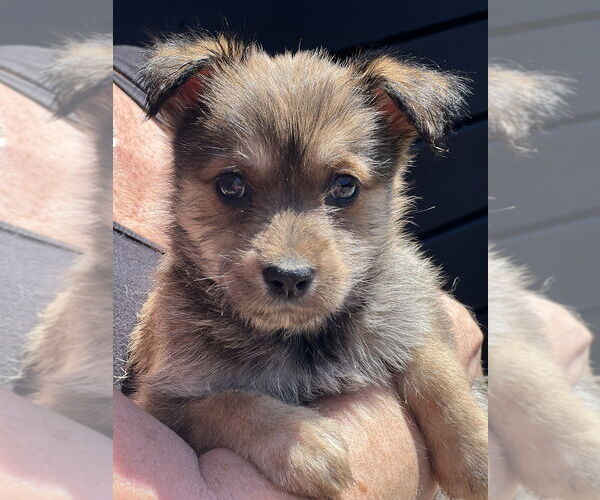 Medium Photo #2 Hava-Apso Puppy For Sale in Dana Point, CA, USA