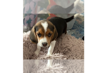 Beagle Dogs for adoption in Mundelein, IL, USA