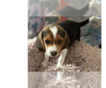 Small Beagle
