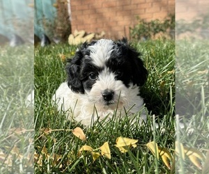 Miniature Bernedoodle Puppy for sale in LONGMONT, CO, USA