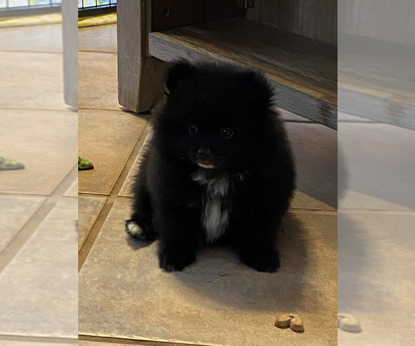 Medium Photo #1 Pomeranian Puppy For Sale in WINDHAM, NH, USA