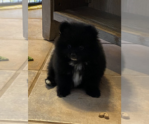 Pomeranian Puppy for sale in WINDHAM, NH, USA