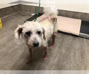 Medium Maltese-Poodle (Toy) Mix