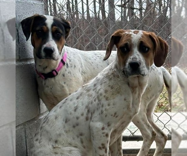 Medium Photo #3 Mutt Puppy For Sale in Rustburg, VA, USA