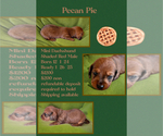 Puppy Pecan Pie Dachshund