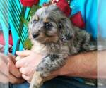 Small Photo #1 Miniature Bernedoodle Puppy For Sale in NEWAYGO, MI, USA