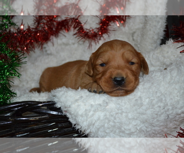 Medium Photo #2 Golden Retriever Puppy For Sale in GREENWOOD, WI, USA