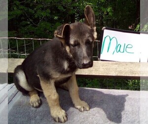 German Shepherd Dog Puppy for sale in LOGAN, OH, USA