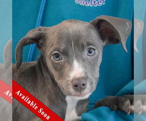 American Staffordshire Terrier-Labrador Retriever Mix Dogs for adoption in Huntley, IL, USA