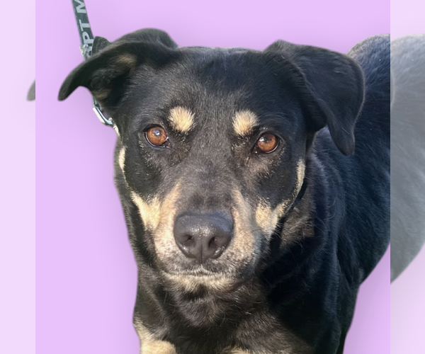 Medium Photo #1 Mutt Puppy For Sale in Rockville, MD, USA