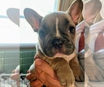 Puppy Puppy 2Crumble French Bulldog