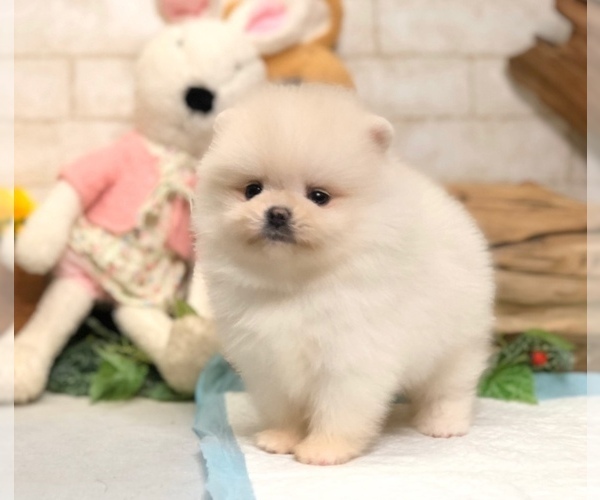 Medium Photo #2 Pomeranian Puppy For Sale in SEATTLE, WA, USA