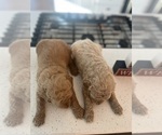 Small Photo #7 Goldendoodle Puppy For Sale in ROCKWALL, TX, USA
