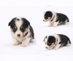 Puppy PINK Pembroke Welsh Corgi