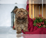 Small #1 Havanese