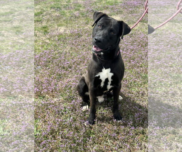 Medium Photo #2 American Pit Bull Terrier-Labrador Retriever Mix Puppy For Sale in Pryor, OK, USA