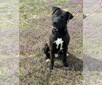 Small #1 American Pit Bull Terrier-Labrador Retriever Mix