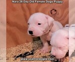 Small Photo #82 Dogo Argentino Puppy For Sale in JANE, MO, USA