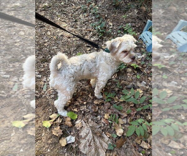 Medium Photo #6 Poodle (Standard)-Shih Tzu Mix Puppy For Sale in Raleigh, NC, USA