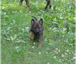 Puppy Puppy 3 German Shepherd Dog