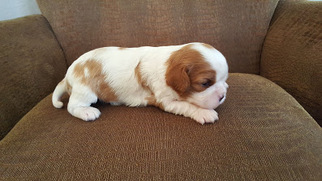 Cavalier King Charles Spaniel Puppy for sale in SHINGLE SPRINGS, CA, USA