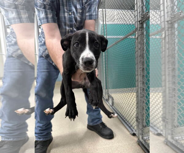 Medium Photo #2 Pointer-Unknown Mix Puppy For Sale in Woodbury, NY, USA