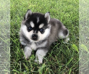Alaskan Klee Kai Puppy for sale in WILLIAMSBURG, OH, USA