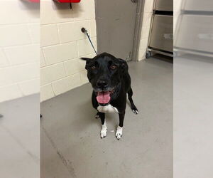 Labrador Retriever Dogs for adoption in Sanford, FL, USA