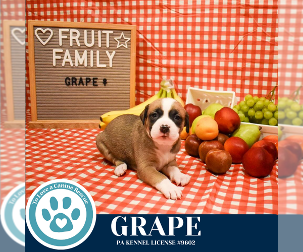 Medium Photo #3 Boxer-Unknown Mix Puppy For Sale in Kimberton, PA, USA