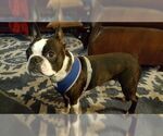 Small Photo #4 Boston Terrier Puppy For Sale in BROKEN ARROW, OK, USA