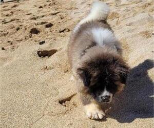 Akita Puppy for sale in PEARL CITY, HI, USA