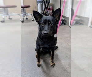 German Shepherd Dog-Unknown Mix Dogs for adoption in Forestville, MD, USA