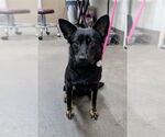 Small German Shepherd Dog Mix