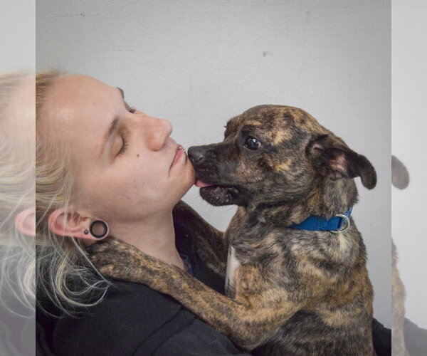 Medium Photo #8 Buggs Puppy For Sale in Huntley, IL, USA