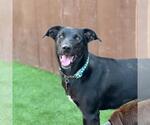 Small #1 Labrador Retriever Mix