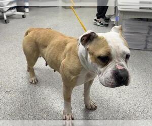 American Boston Bull Terrier Dogs for adoption in Pasadena, TX, USA