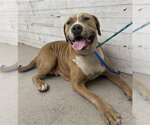 Small American Pit Bull Terrier Mix