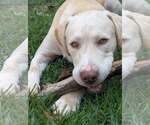 Small #1 Labrador Retriever Mix