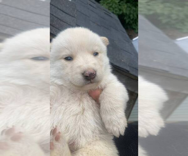 Medium Photo #24 Swiss Shepherd-Timber Wolf Mix Puppy For Sale in MAD RIVER, CA, USA