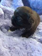 Shih Tzu Puppy for sale in WEST UNITY, OH, USA