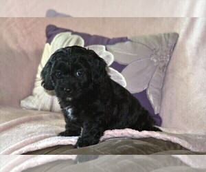 Medium Poodle (Miniature)