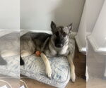 Small #1 German Shepherd Dog